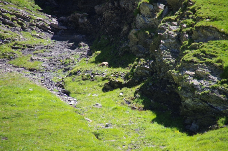 24h Hike Mammut_Ochsner 'Grosse Scheidegg _ Schwarzhorn 2927m' 18_08_2012 (83).JPG